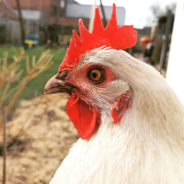 Un poulet de Bresse AOC en gros plan. Toutes les infos sur le site de l'office de tourisme Bourg en Bresse destinations.