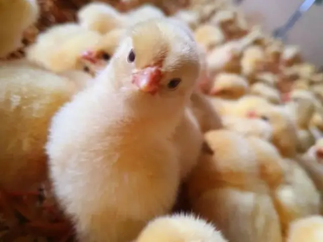 Poussins : de futures volailles de Bresse dans leur élevage nature à Courmangoux dans l'AIn - Office de Tourisme de Bourg en Bresse destinations