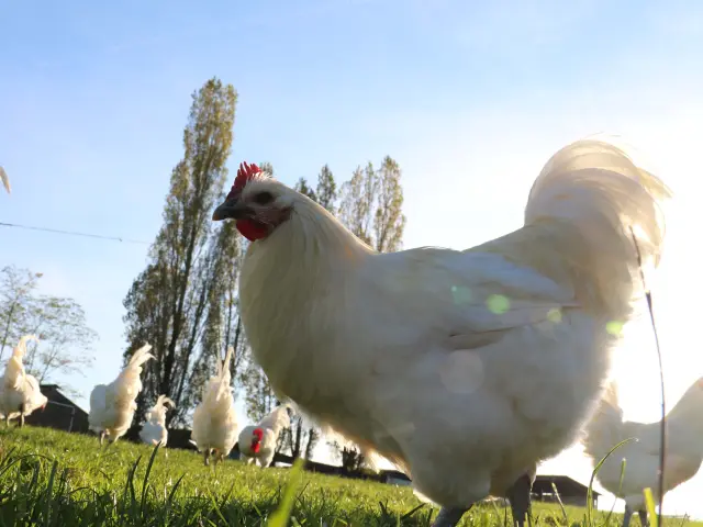 Nos poulets de Bresse AOP sont élevés en plein air pour une chair tendre et de qualité. En savoir plus auprès de l'Office de Tourisme de Bourg en Bresse