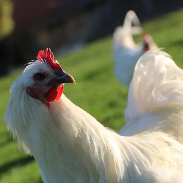 Un poulet de Bresse AOC en élevage à Montrevel-en-Bresse. Office de Tourisme Bourg en Bresse destinations.