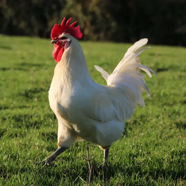 Reconnaître un poulet de Bresse AOC : couleur blanche, crête bien rouge et des pattes bleu. Le poulet de Bresse est protégé par une AOC depuis 1957. Les infos sur le site de votre office de Tourisme Bourg en Bresse destinations