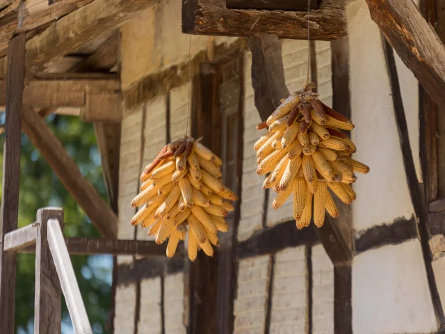 Gerbe de maïs, Ferme bressane en pan de bois