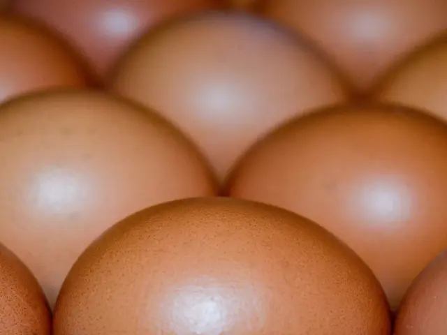 Des oeufs de poules de Bresse - Office de Tourisme de Bourg en Bresse destinations