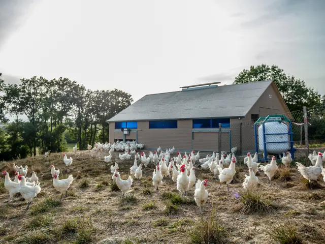 Un élevage de volailles de Bresse à Montrevel - Les volailles sont élevées en plein air en pleine Bresse - Toutes les infos auprès de l'Office de tourisme Bourg en Bresse destinations