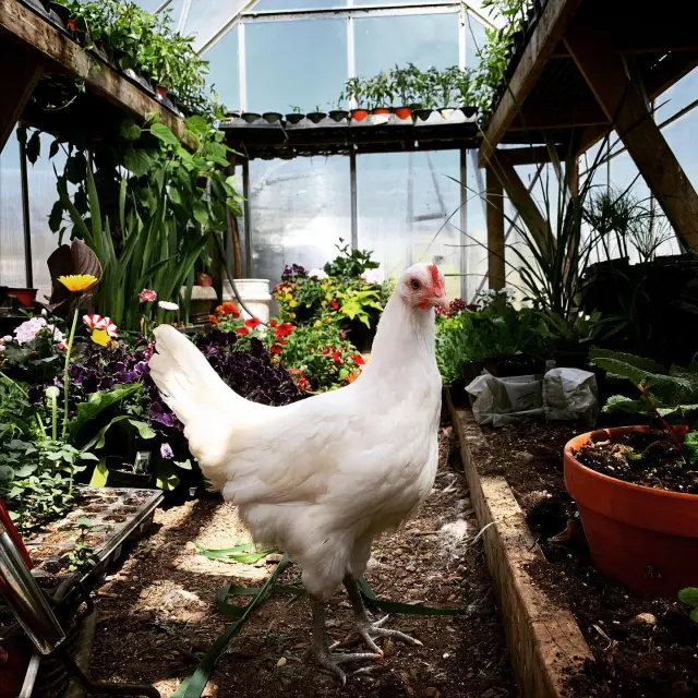 Découvrez les conditions d'élevage du poulet de Bresse AOC depuis 1957. Toutes les informations grâce à votre office de tourisme Bourg en Bresse destinations.