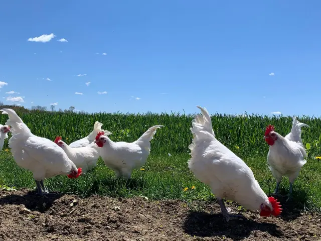 Nos poulets de Bresse AOC sont élevés en plein air. Ils se nourrissent de divers vers et autres céréales.