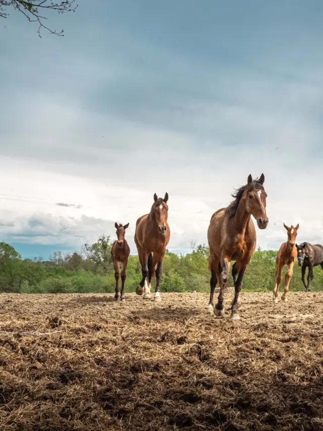 Chevaux au galop