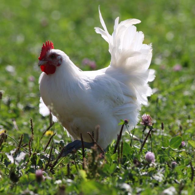 Find out all about Bresse poultry Bourg en Bresse destinations Tourist Office