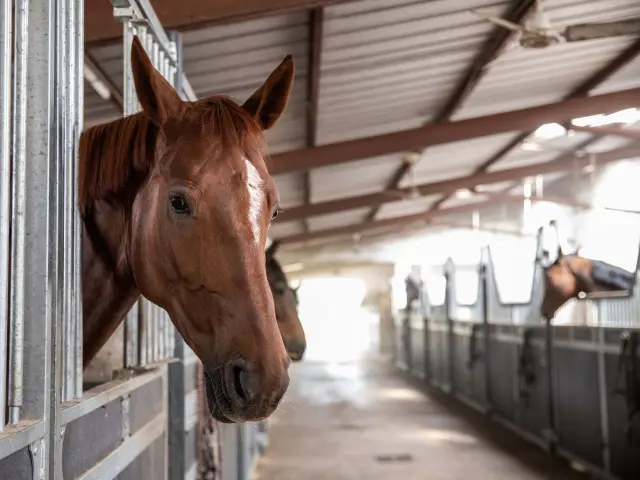 Boxes chevaux