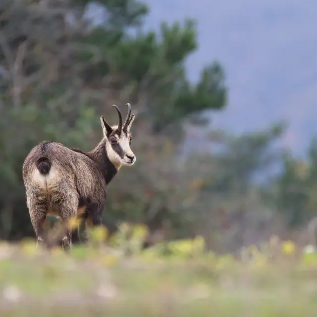 Instagram #revermont