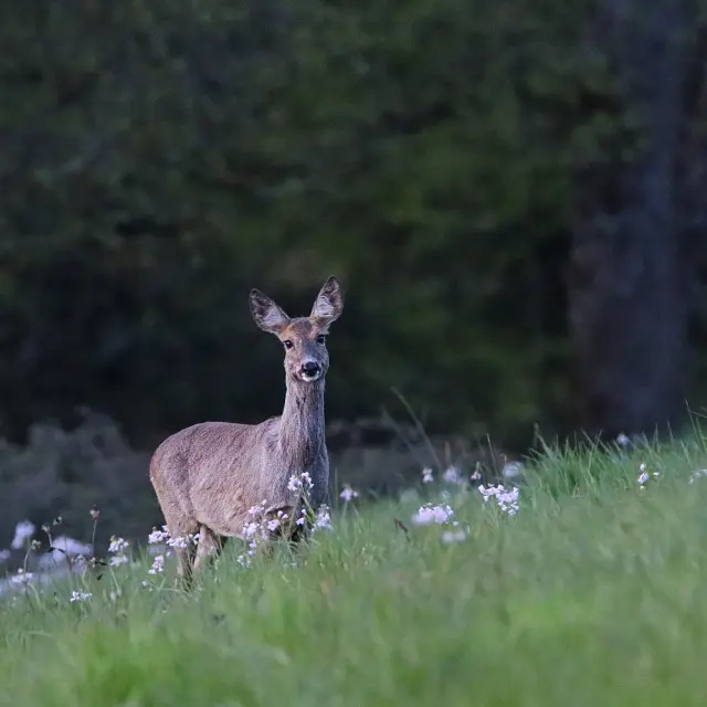 Instagram #revermont