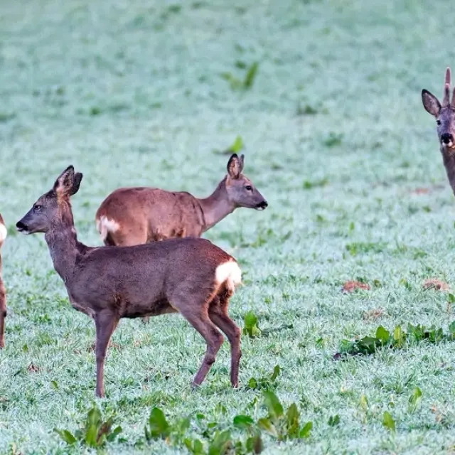 Instagram #revermont